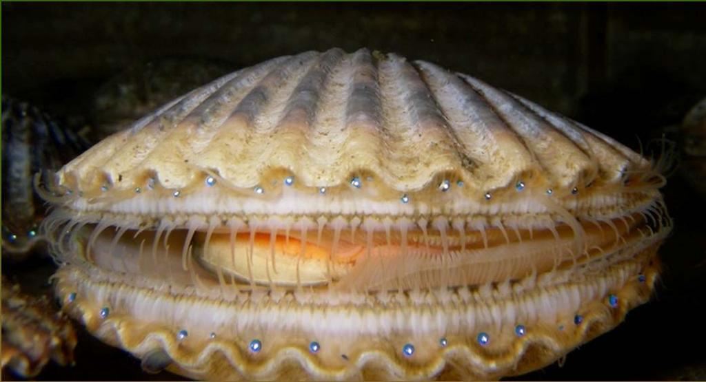 3 Main Classes of Mollusks GASTROPODA : includes