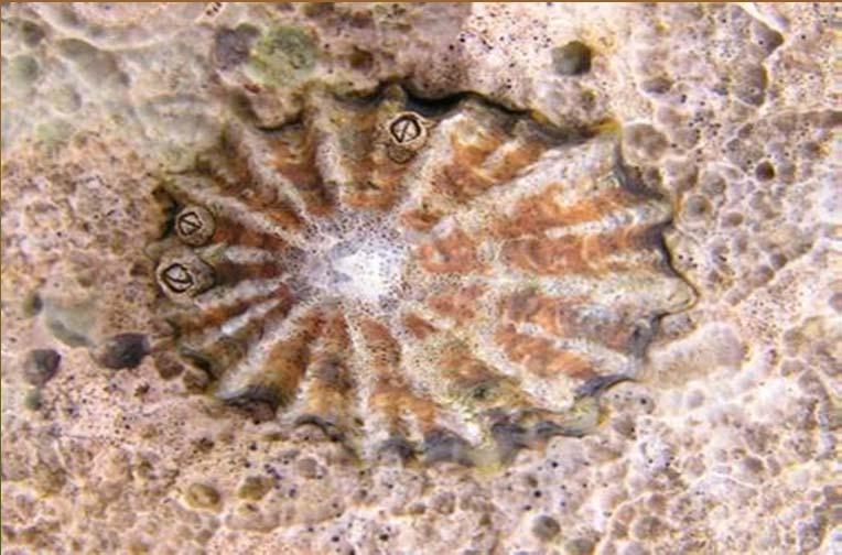 cuttlefish, nautilus and argonauts Above: Limpet