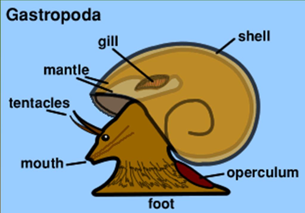 The Gastropods : belly foot Underside of a Limpet Usually are univalves (one shell) Large,