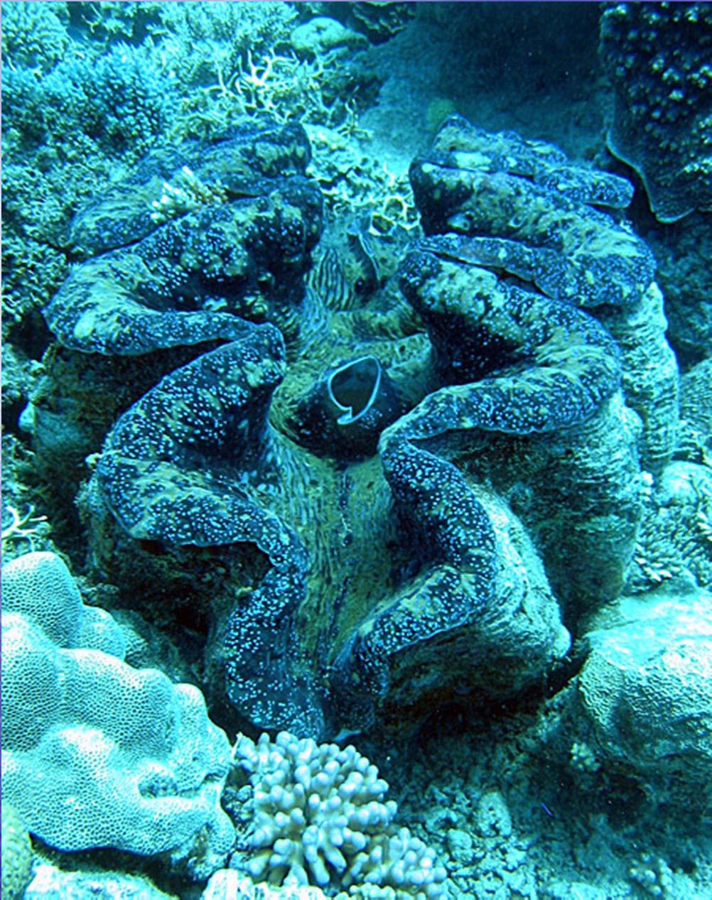 The Bivalves : two shell Possess 2 shells that GIANT CLAM can be tightly closed with strong muscles Strong, muscular foot and use it for locomotion No head or teeth Obtain food