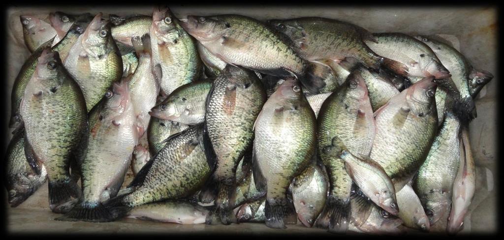 3 1 1 Angler-Caught White Crappie 6 8 1 1 14 16 18 Left: Length frequency of angler harvested White Crappie. A total of 881 White Crappie were measured during the 17 spring access creel survey.