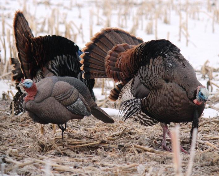 2018 Adult Learn to Turkey Hunt Application and Waiver I understand that hunting is a sport involving firearms. Firearms, when mishandled, can be dangerous.