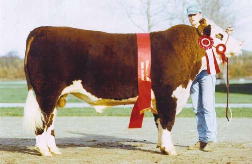 WTK 37A Heston 017D National Champion and National Champion producer Heston is legendary and without question one of the best breeding bulls we have ever used.