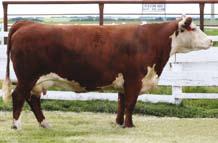 Remitall Super Duty 42S High selling bull in Canada and 3 times Agribition Champion Dam of Super Duty Super Duty is truly one of the most