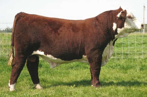 Harvie DAN Hidalgo ET 193U New young exciting bull from Canada Hidalgo is a new young dark colored bull from Canada.