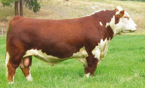 CCR Stamina 199S Canadian National Champion Bull Stamina is one Canada s most popular bulls. First dominating the showring himself, now his offspring are topping shows and sales everywhere.