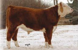 She was class winner at Agribition with Real Good at side. Real Good offers a unique pedigree completely different to most European herds.