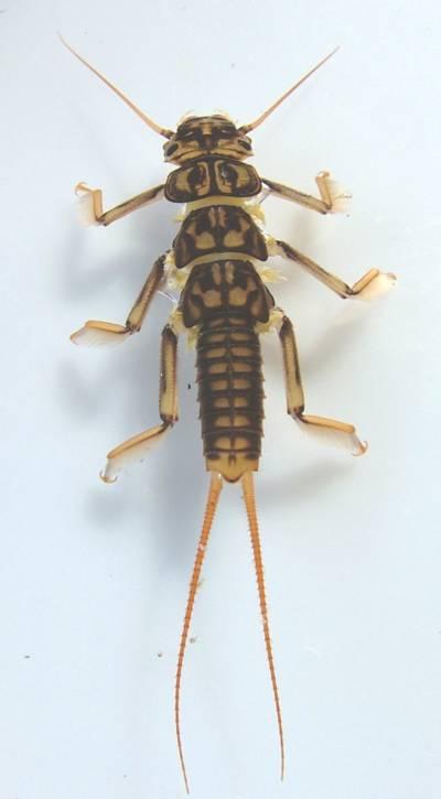 Stoneflies or Gadgers There are two different British species of Perlidae, bo th can be