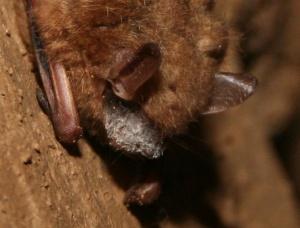 Science Focus: Why Should We Care about Bats?