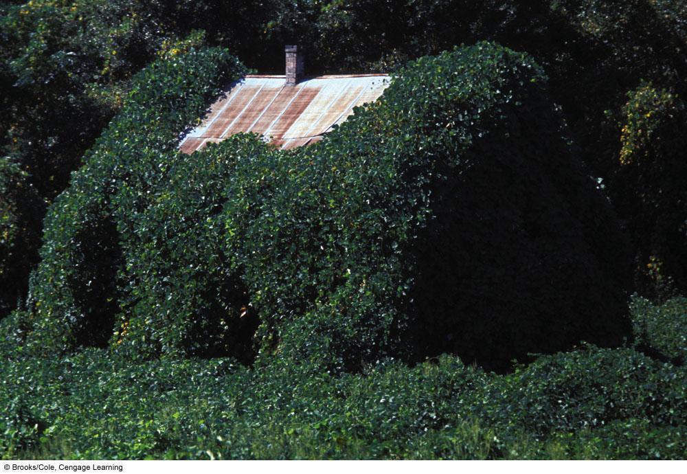 Case Study: The Kudzu Vine Imported from Japan in the 1930s