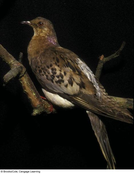 Core Case Study: The Passenger Pigeon: Gone Forever