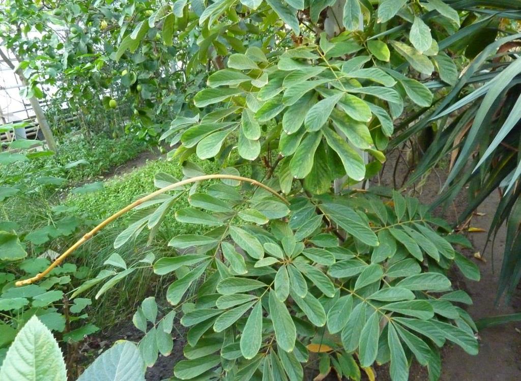 bean plants (genus Lonchocarpus or Derris).