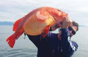 Whether you are in search of exciting action for saltwater Kings, acrobatic Silver Salmon, Halibut of incredible size, huge Ling Cod, line-breaking