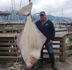 Most fishermen catch and release Halibut from 50 to 100