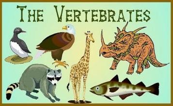 6.L.4B.1 &6.L.4B.5 VOCABULARY 6.L.4B.1 Analyze and interpret data related to the diversity of animals to support claims that all animals (vertebrates and invertebrates) share common characteristics.