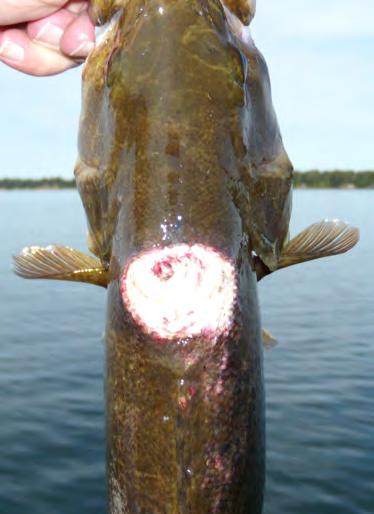Myths and Facts surrounding Mille Lacs Myth 3: Over the last ten years or so we have been getting a number of complaints and inquiries regarding the scarred up smallmouth bass people were catching on