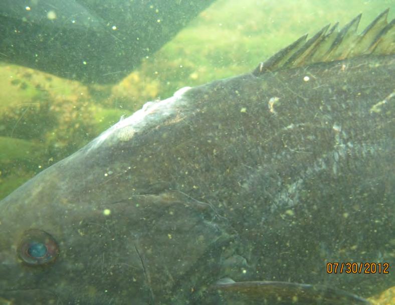 Fact 3: Smallmouth bass are a common host for fish lice. Argulus is a crustacean that is known to be an ectoparasite on fish (meaning it lives on the outside of another organism).