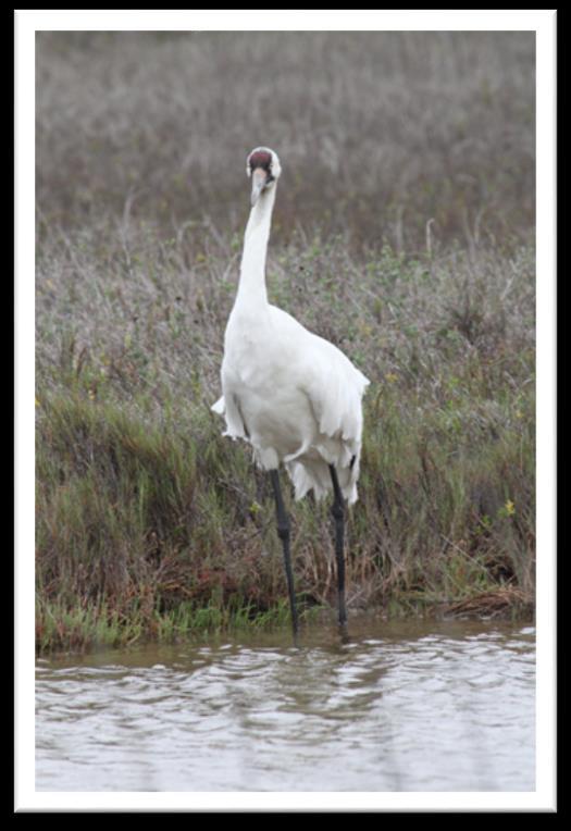 Ups and Downs in an Estuary Whooping Crane Dilemma Modified from Texas Aquatic Science and Estuaries in the Balance Curriculum TEKS 6.2 E; 6.3 C; 6.12 E; 7.2 E; 7.3 C; 7.5 A; 7.8 A; 7.13 A; 8.2 E; 8.