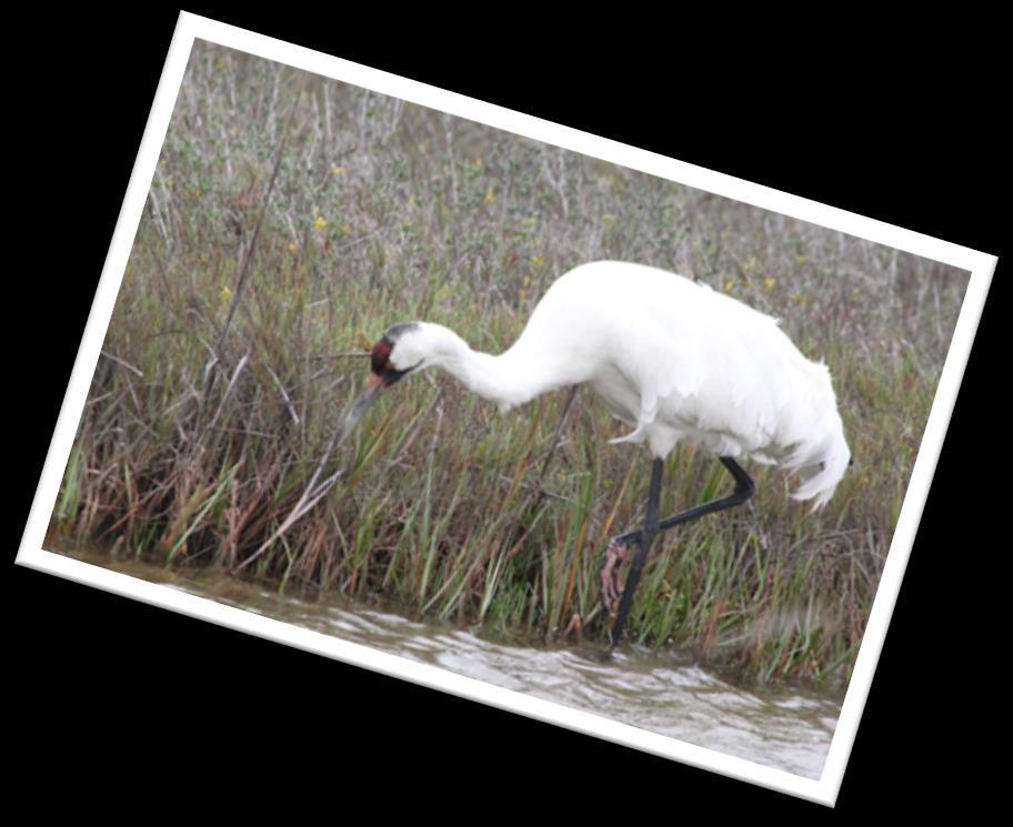 Teacher Page Give out the whooping crane puppets, shuffle the cards and put them in a pile