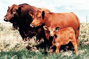Choice of Breeds Red Angus,