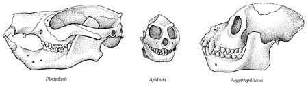 Apidium Primitive dental arrangement suggests near or before evolutionary divergence of Old and New World