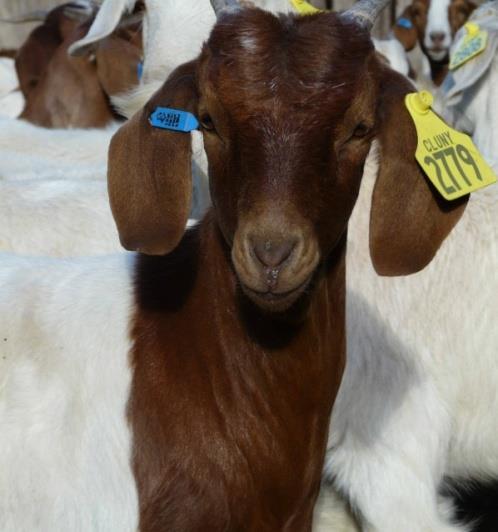 Sourcing Quality Cluny Exports is very selective where we source from, whom we source from, quality comes from good goat country and good breeders.