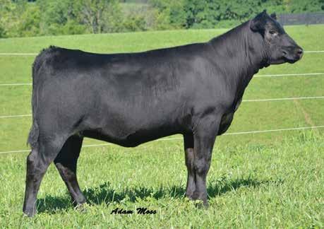 CORNERSTONE GENETICS BLC/FPF Blackcap 2141 / Lot 6 6 FFF/FPF Blackcap 4AI1 QHF / A daughter of this featured Blue Lake Cattle Farm and Five Peppers Farm donor sells as Lot 6.