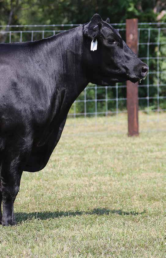 The $50,000 valued donor dam of Lots 5A through 5C featured in the Pelphrey Cattle Company and Banner Elite Genetics joint embryo program.
