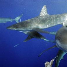 3 Sharks swimming about five kilometers from Hawaii Last month, the governor of California, Jerry Brown, signed a bill that bans the sale or possession of shark fins in the state.