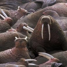 5 In recent years, the record low sea ice levels forced walruses to seek food and rest along the northwest coast of Alaska. But scientists fear there may not be enough food so close to the coast.
