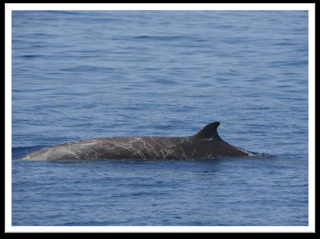 Cuvier s Beaked Whales These deep-diving whales are particularly susceptible to some anthropogenic