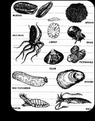 Phylum Mollusca Soft-bodied animals Internal or external shell Include snails, slugs,