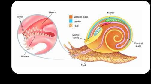 Foot: muscular part of a mollusk Mantle: thin