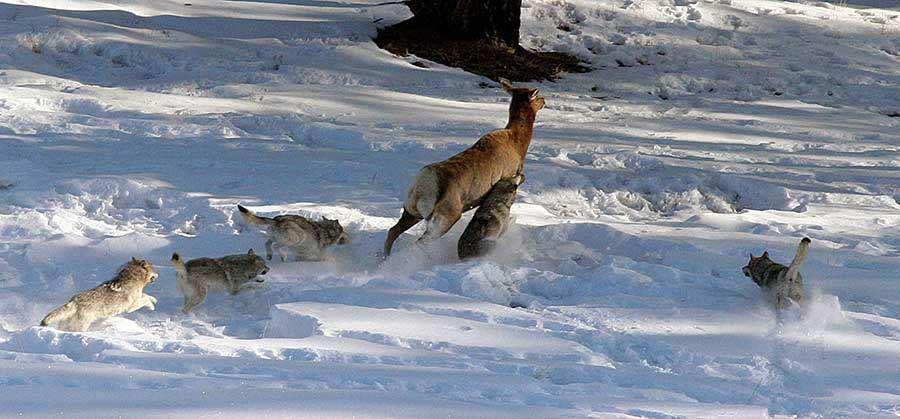In addition to killing livestock, carnivores can have indirect effects on prey or livestock. Research has explored how harassment by wolves can cause them to lose weight.