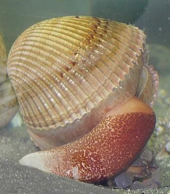 Giant Atlan)c Cockle Can live in shallow water up to 30 meters (100 feet) deep. Have a muscular foot to burrow into sand.