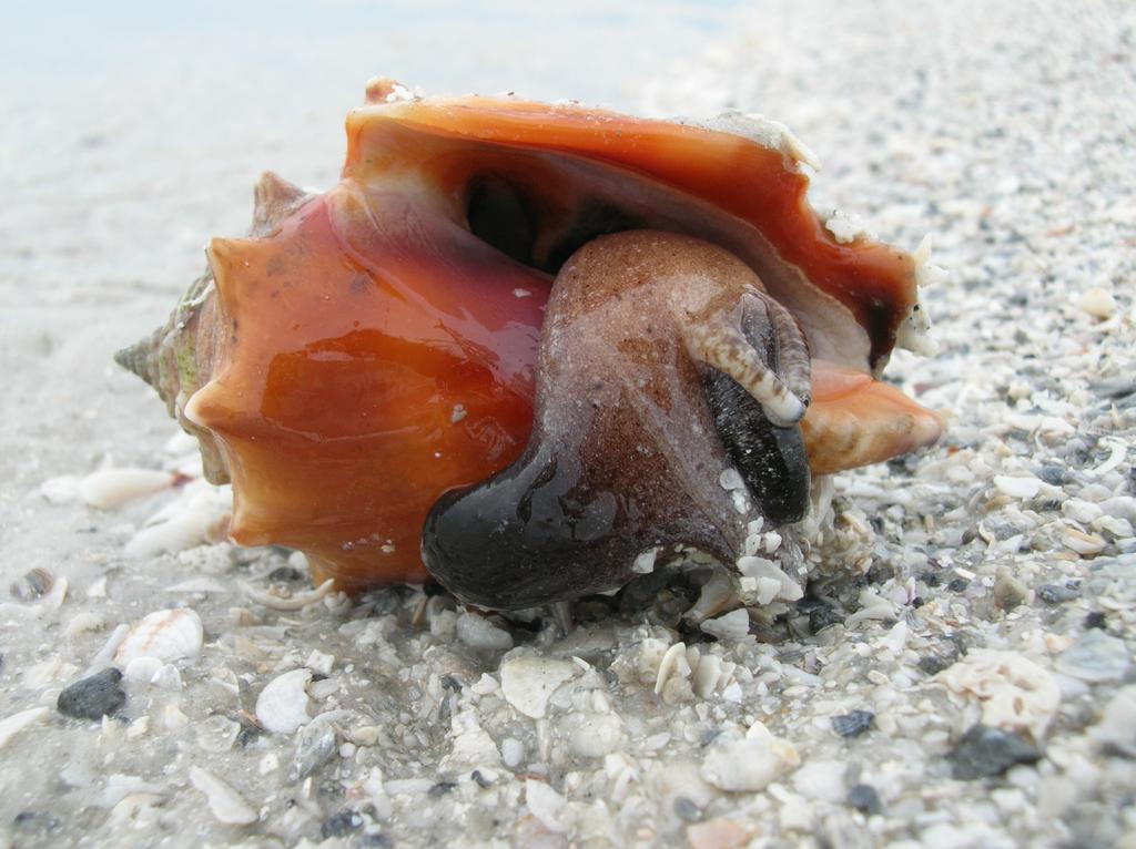 Florida Figh)ng Conch Lightning Whelk Live in sandy shallow waters. Eat clams, oysters, and scallops by prying them open using the edge of their shell.