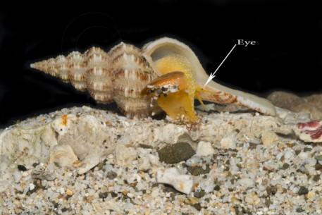 Live on coral reefs or rocks in tropical or semitropical waters. Carnivorous eat bivalves or other snails.