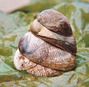 Nocturnal hide under rocks or coral during the day. Egg- shaped shell with a fla\ened underside and a long, grooved opening.