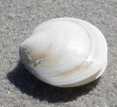 Disc Dosinia Live along the Atlan)c coast. Shells are disc- shaped with ﬂat valves covered in ﬁne concentric growth rings.