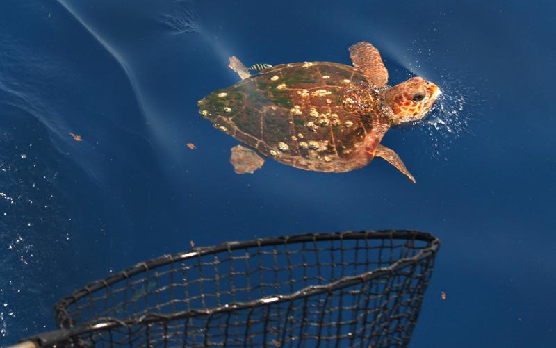 Marine Mammal & Sea Turtle Stranding Networks Responsibilities are