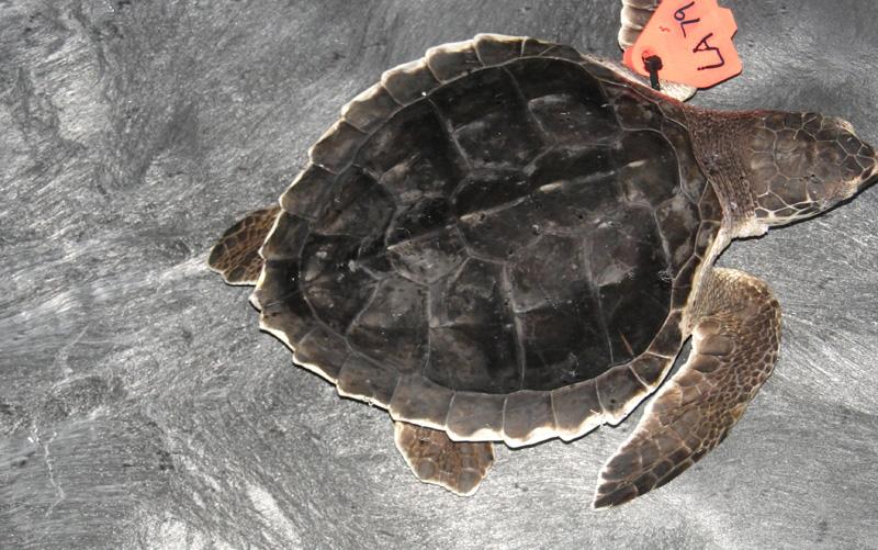 Sea Turtles NOAA implemented region-wide protocols for caring for turtles in distress.