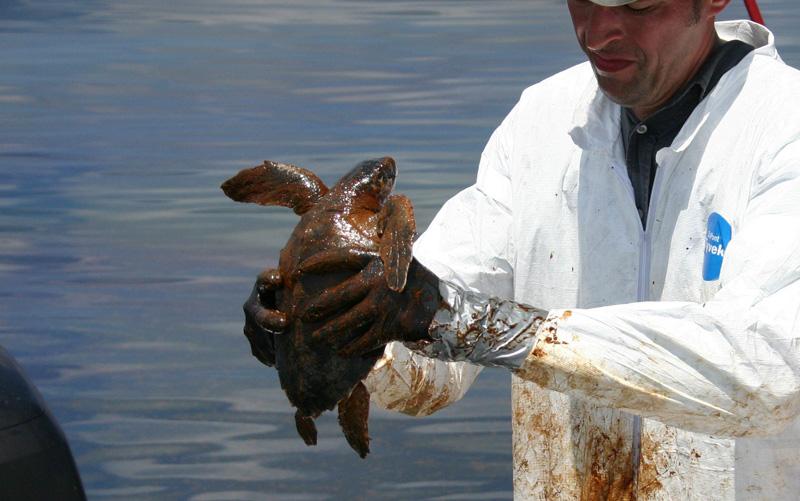 NOAA Response to the Deepwater Horizon Oil Spill Lead science advisor to oil spill