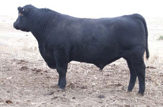 80 +86.70 $3$ lundgren angus ranch $ Two-year old bulls This year s two year old bull offering may be down in numbers but that is no indication of the quality of the individuals in this year s lineup.