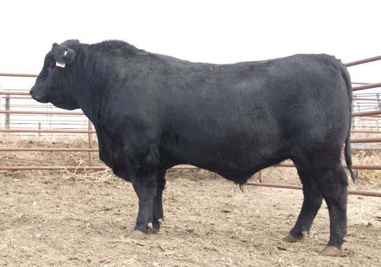 $4$ lundgren angus ranch $ Two-year old bulls LAR Game Day 437 DOB: 1/28/14 Reg: 17969116 Tattoo: 437 #+GDAR Game Day 449 #+Boyd New Day 8005 LAR Game Day 224 #GDAR Miss Wix 474 LAR NPV Queen 0155