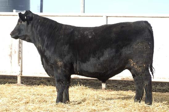 The sire of this bull was our new AI sire two years ago after viewing him in person in Montana at stud. If you like cattle with substance and power, you will love these Payweight sons.