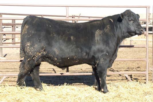 55 Here is another Payweight son expressing the phenotype that we really appreciated about his sire thick and massive.