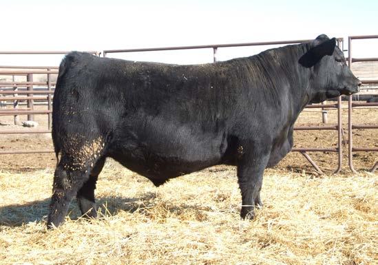 This calf s $B is off the chart in the top 2% of the breed and the third highest in this sale offering.