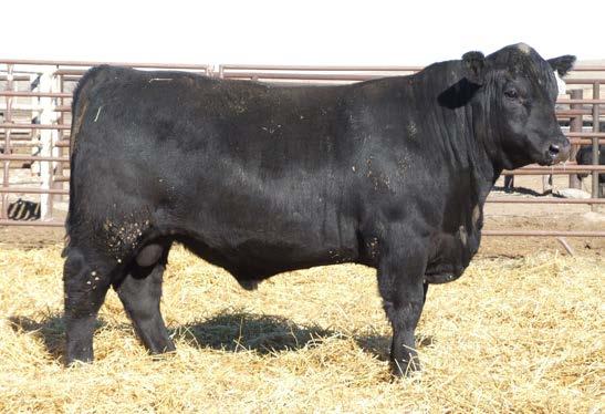 $18$ lundgren angus ranch $ yearling bulls LAR Harley 5118 Lot 17 DOB: 1/04/15 Reg: +18310880 Tattoo: 5118 Connealy Consensus 7229 Connealy Consensus E&B Harley Lar Blue Lilly of Conanga 16 +E&B Lady