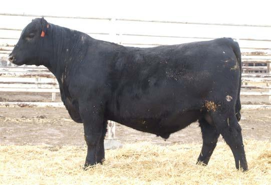 +8 +0.4 +56 +98 +25 +11 +.85 +.51 +63.41 +108.90 This bull is a flush mate to the lot 12 bull and weaned off at over 700 lbs. Here is a bull that has tremendous volume and depth of rib.