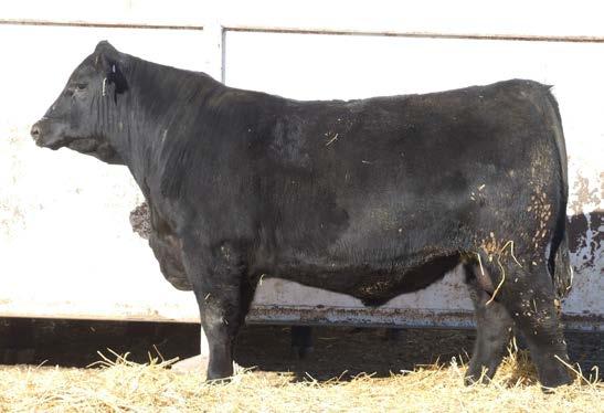 7 +51 +96 +20 +12 +.41 +.55 +48.61 +124.31 The sire of this bull was our friends at Benoit Angus pick out of the 2014 Connealy sale and has recently joined the line up at Genex.